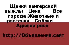 Щенки венгерской выжлы › Цена ­ 1 - Все города Животные и растения » Собаки   . Адыгея респ.